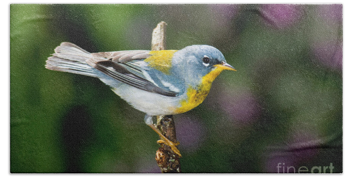 Northern Parula Bath Towel featuring the photograph Northern Parula Warbler by Anthony Mercieca