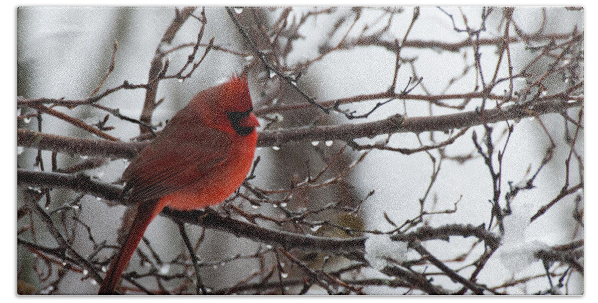 Cardinal Bath Towel featuring the photograph Northern red cardinal in winter by Jeff Folger