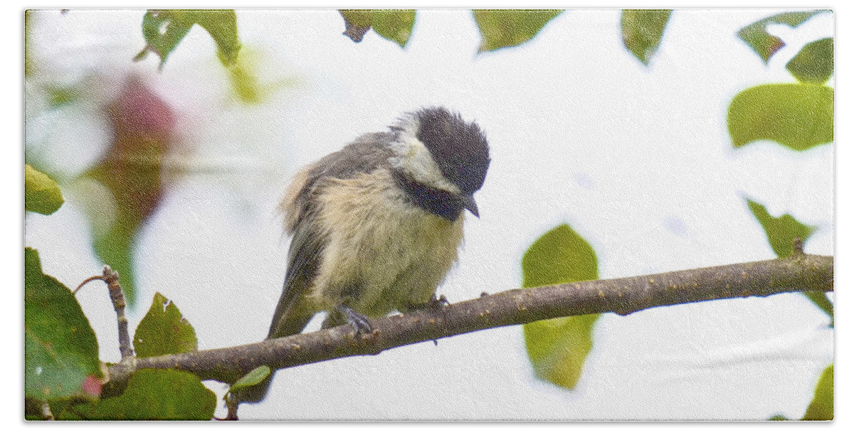 Birds Bath Towel featuring the photograph Fledgling Chickadee -- Now What Am I Supposed to Do by Kristin Hatt