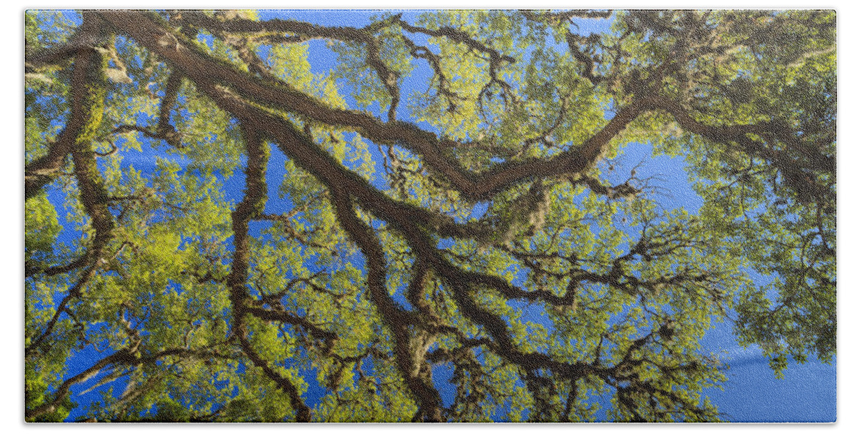 Beautiful Bath Towel featuring the photograph Oak Tree by Raul Rodriguez