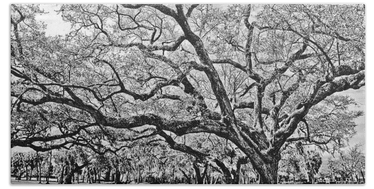 Trees Bath Towel featuring the photograph Oak Trees by Chauncy Holmes