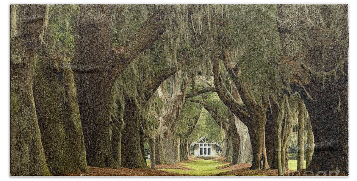 Avenue Of The Oaks Hand Towel featuring the photograph Oaks Of The Golden Isles by Adam Jewell