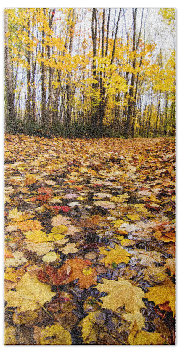 Autumn Bath Towel featuring the photograph October Maple Forest by Mircea Costina Photography