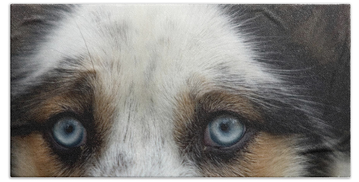 Animal Bath Towel featuring the photograph Old Blue Eyed Dog by John Harmon