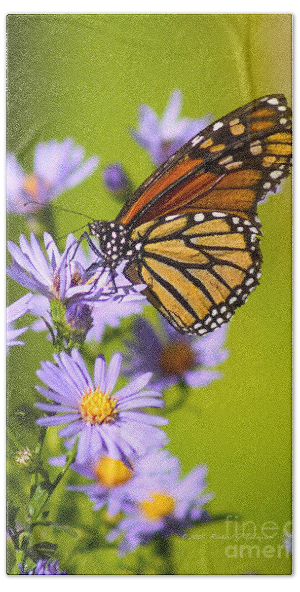 Butterfly Bath Towel featuring the photograph Old Butterfly On Aster Flower by Richard J Thompson
