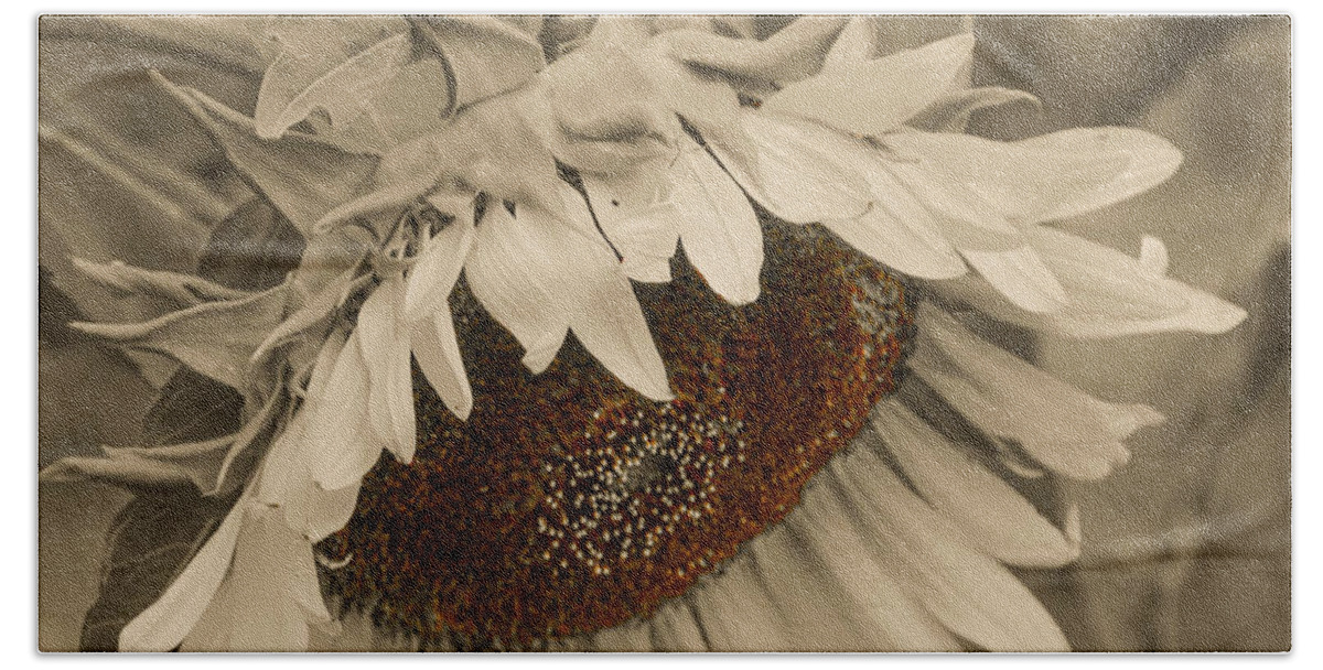 Mexican Bath Towel featuring the photograph Old Fashioned Sunflower by Michael Moriarty