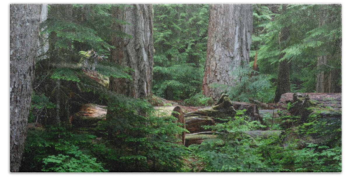 Mount Rainier National Park Hand Towel featuring the photograph Old Growth by Paul Schultz