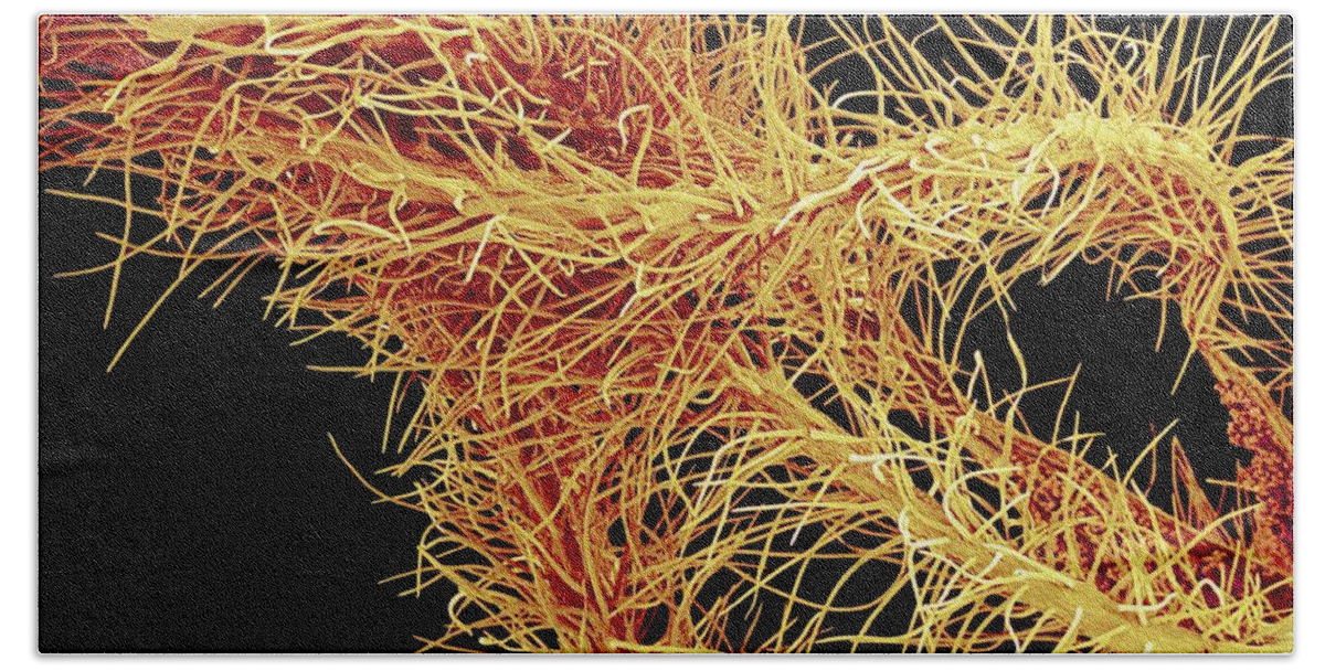 Anther Bath Towel featuring the photograph Oleander Flower Anthers, Colored Sem by Susumu Nishinaga