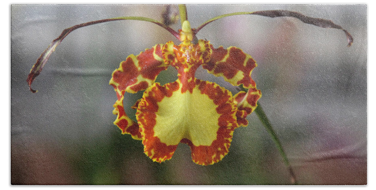 Orchid Bath Towel featuring the photograph Oncidium Dancing Lady by Venetia Featherstone-Witty