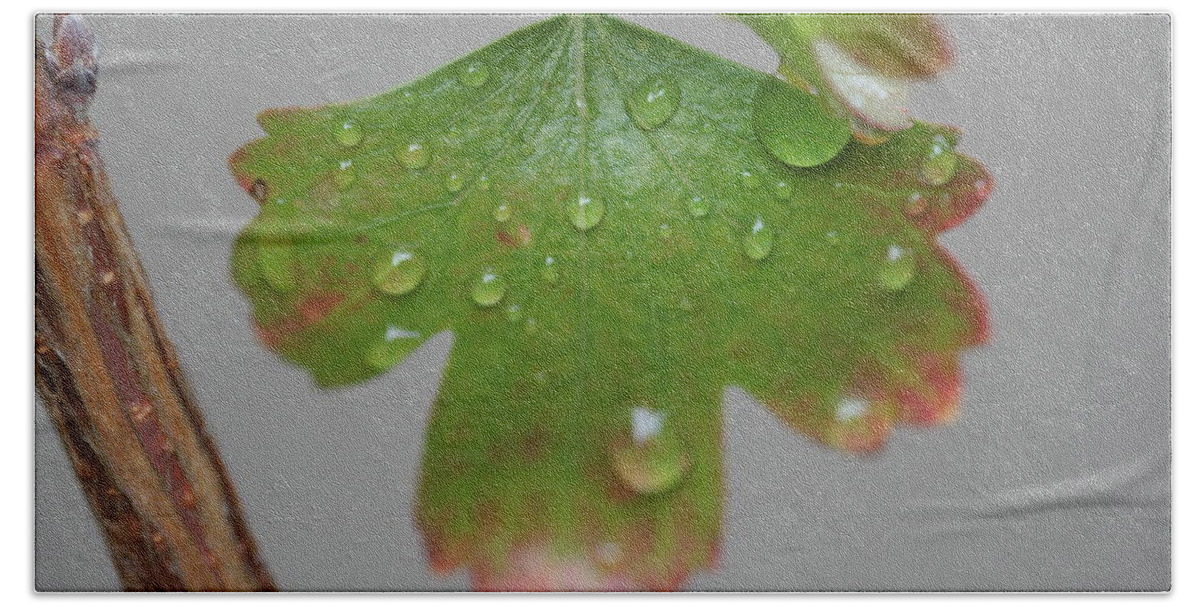 Leaf Hand Towel featuring the photograph Rain drops on Leaf by Valerie Collins