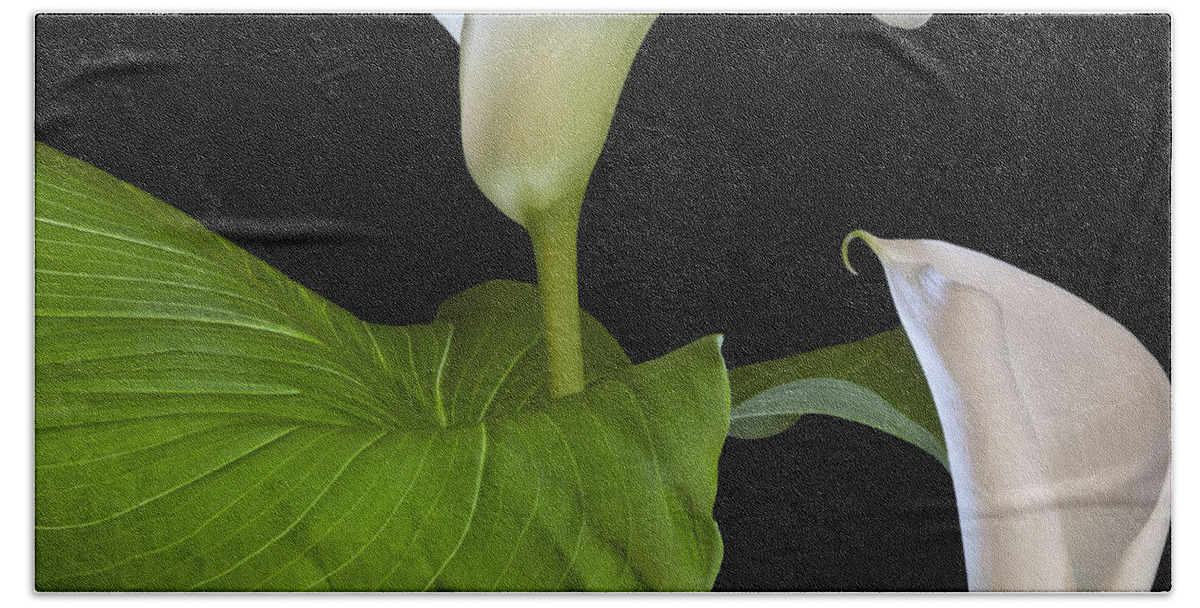 White Calla Bath Towel featuring the photograph Open white calla lily I by Heiko Koehrer-Wagner
