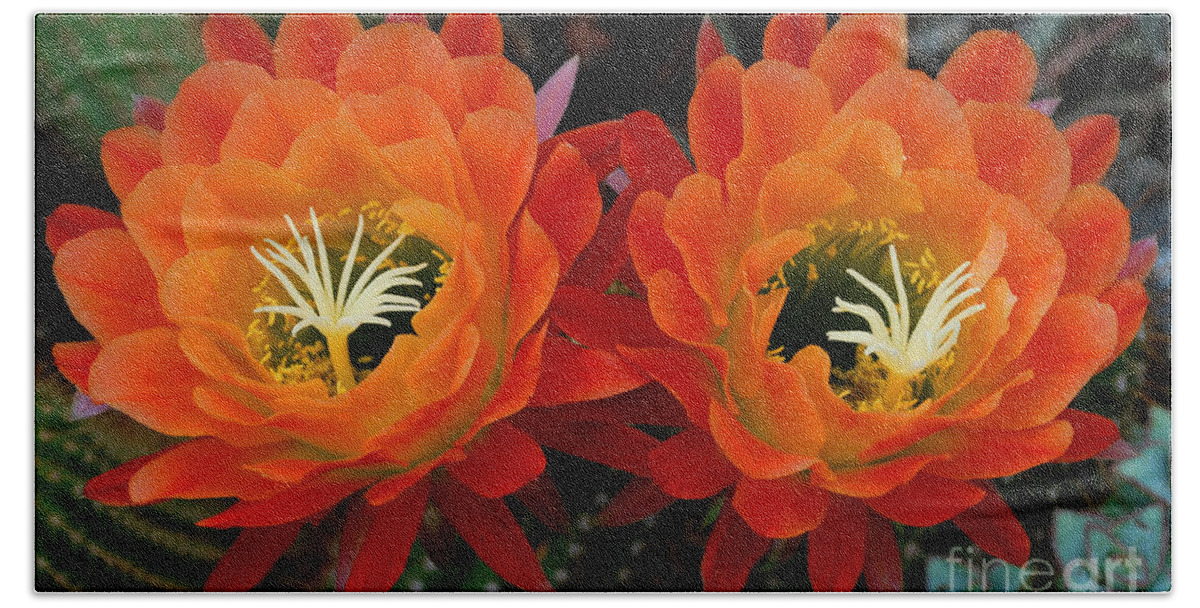 Orange Hand Towel featuring the photograph Orange Cactus Flowers by Nancy Mueller