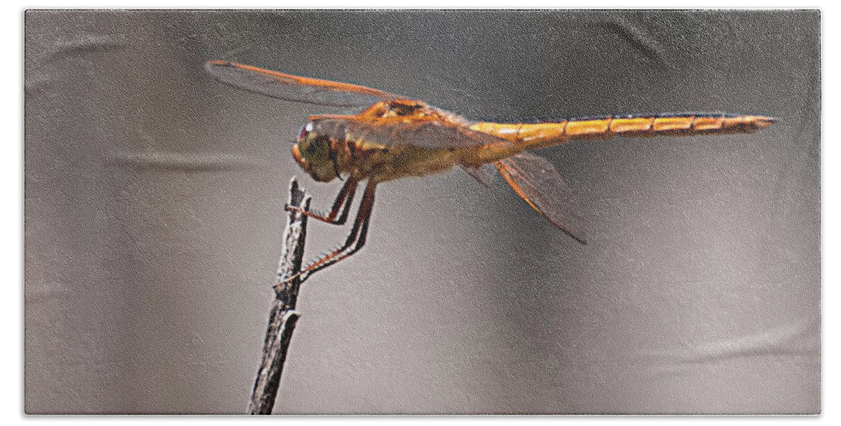Orange Hand Towel featuring the photograph Orange Dragonfly by Photos By Cassandra