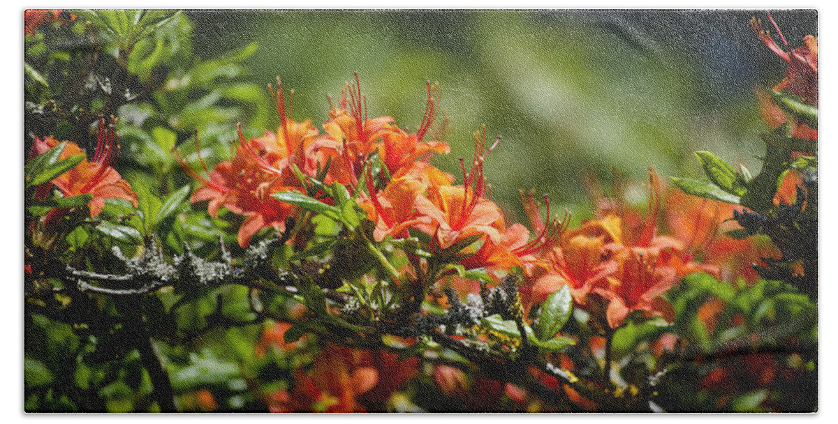 Orange Bath Towel featuring the photograph Orange Rhododendron by Spikey Mouse Photography