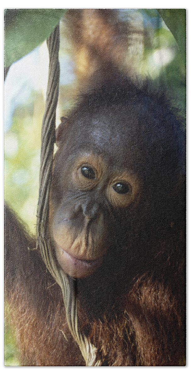 Feb0514 Bath Towel featuring the photograph Orangutan Juvenile Borneo by Konrad Wothe