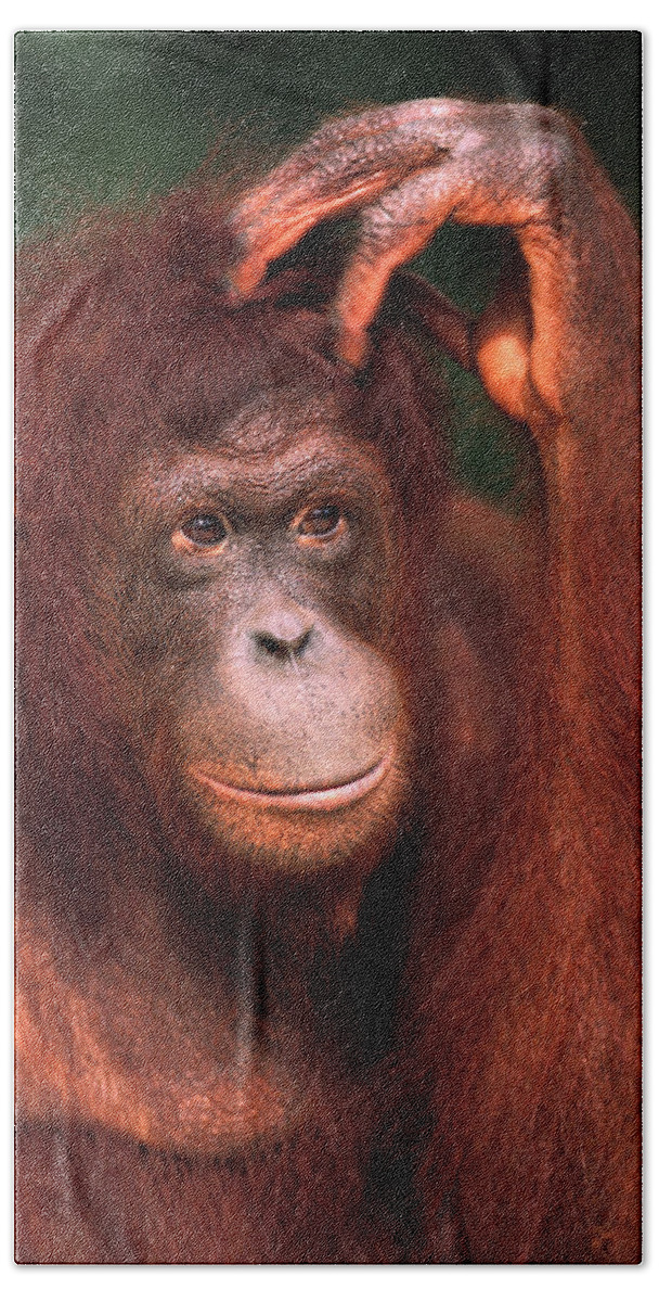 00216532 Bath Towel featuring the photograph Orangutan Scratching Head by Pete Oxford