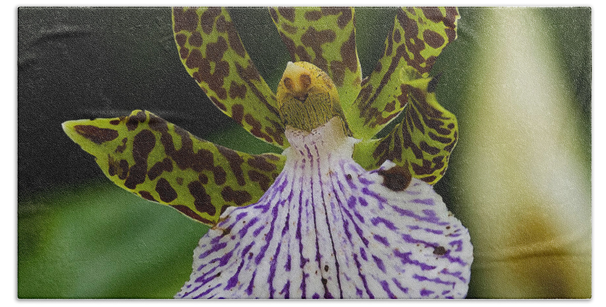Orchid Bath Towel featuring the photograph Orchid 11 by Ingrid Smith-Johnsen