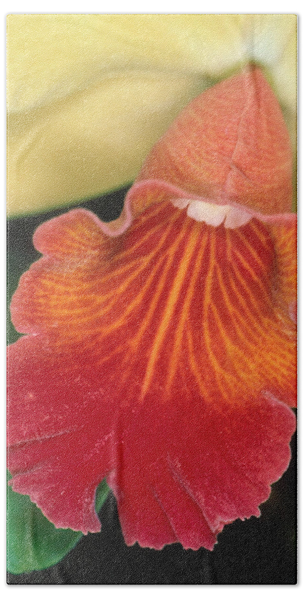 Flower Bath Towel featuring the photograph Orchid 16 by Andy Shomock