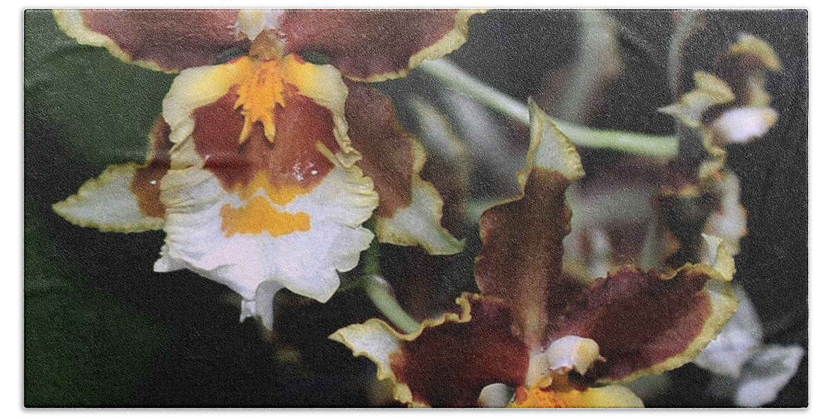 Brown Oncidium Hand Towel featuring the photograph Orchid Brown Yellow White Macro by Terri Winkler