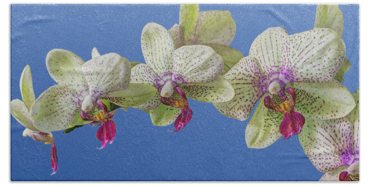 Orchid Bath Towel featuring the photograph Orchid by Chris Smith