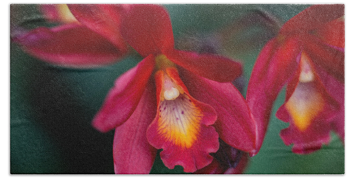 Orchid Love Hand Towel featuring the photograph Orchid Love by Dale Kincaid