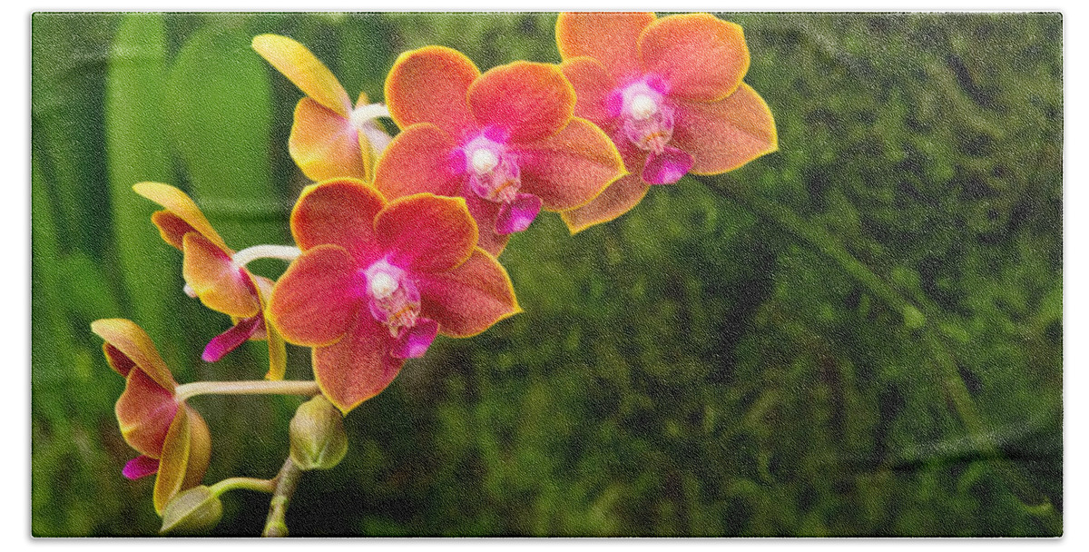Phalaenopsis Bath Towel featuring the photograph Orchid - Phalaenopsis - Tying Shin Cupid by Mike Savad