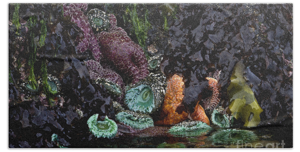 Starfish Bath Towel featuring the photograph Oregon Tide Pool by Carrie Cranwill