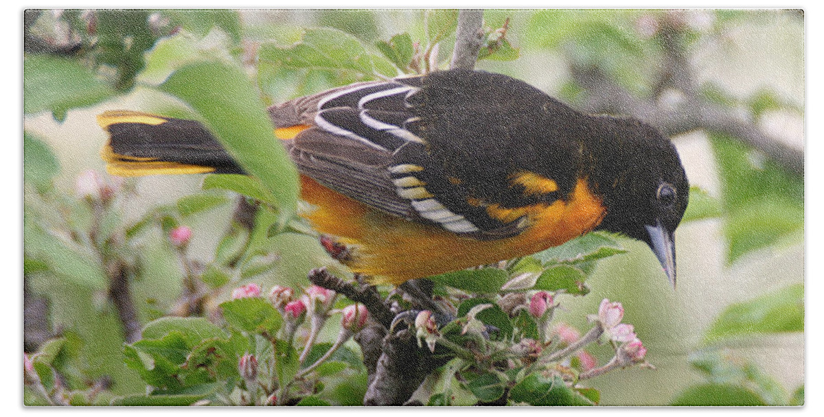 Wildlife Bath Towel featuring the photograph Oriole with Apple Blossoms by William Selander