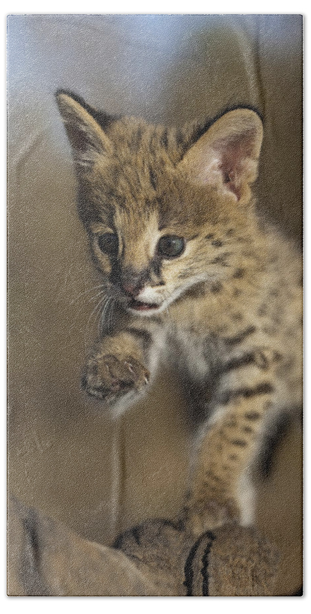Feb0514 Bath Towel featuring the photograph Orphan Serval Kitten Jumping Tanzania by Suzi Eszterhas
