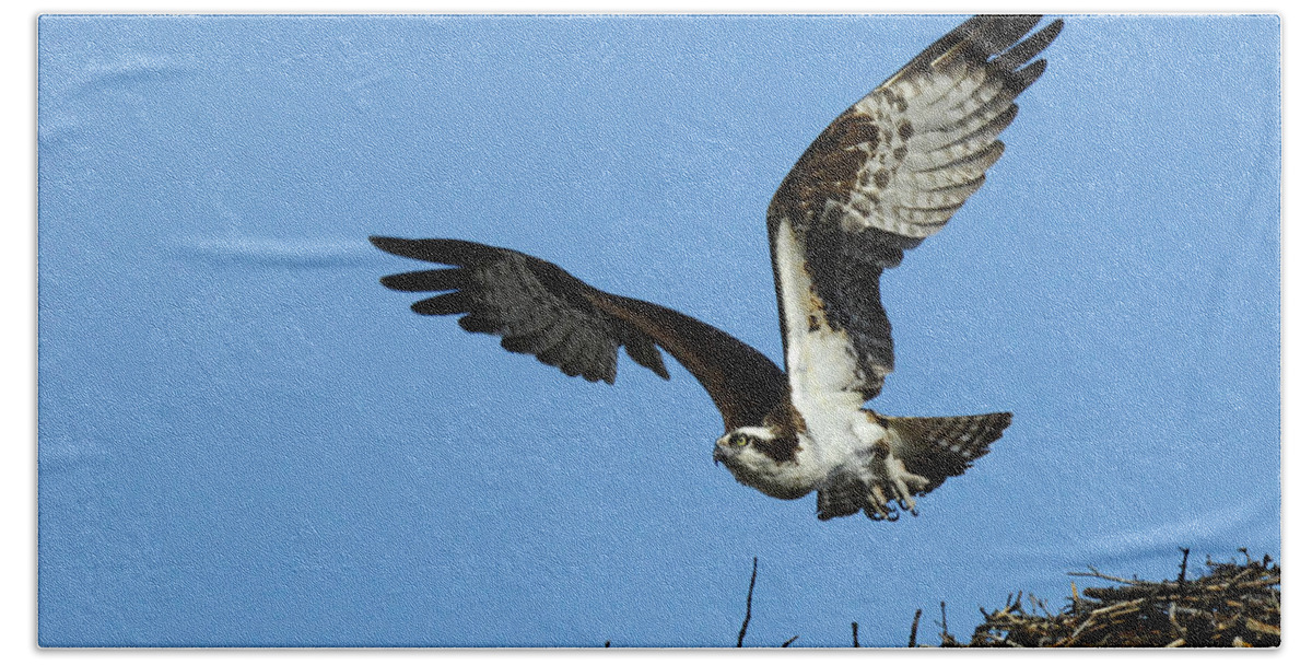 Osprey Hand Towel featuring the photograph Osprey 9 by Bob Christopher