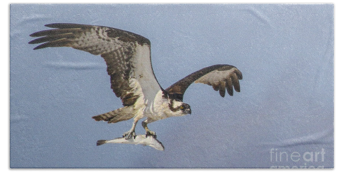Osprey Hand Towel featuring the photograph Osprey with dinner by Barbara Bowen