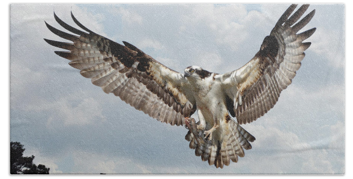 Birds Bath Towel featuring the photograph Osprey With Fish In Talons by Kathy Baccari
