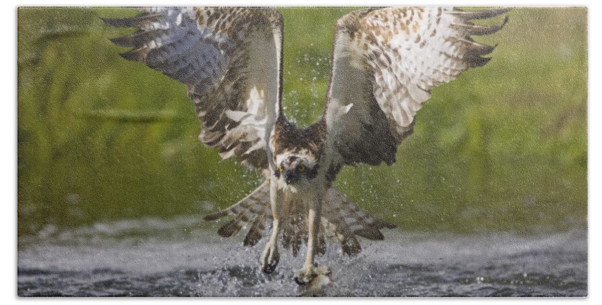 Flpa Hand Towel featuring the photograph Osprey With Trout In Talons Finland by Dickie Duckett
