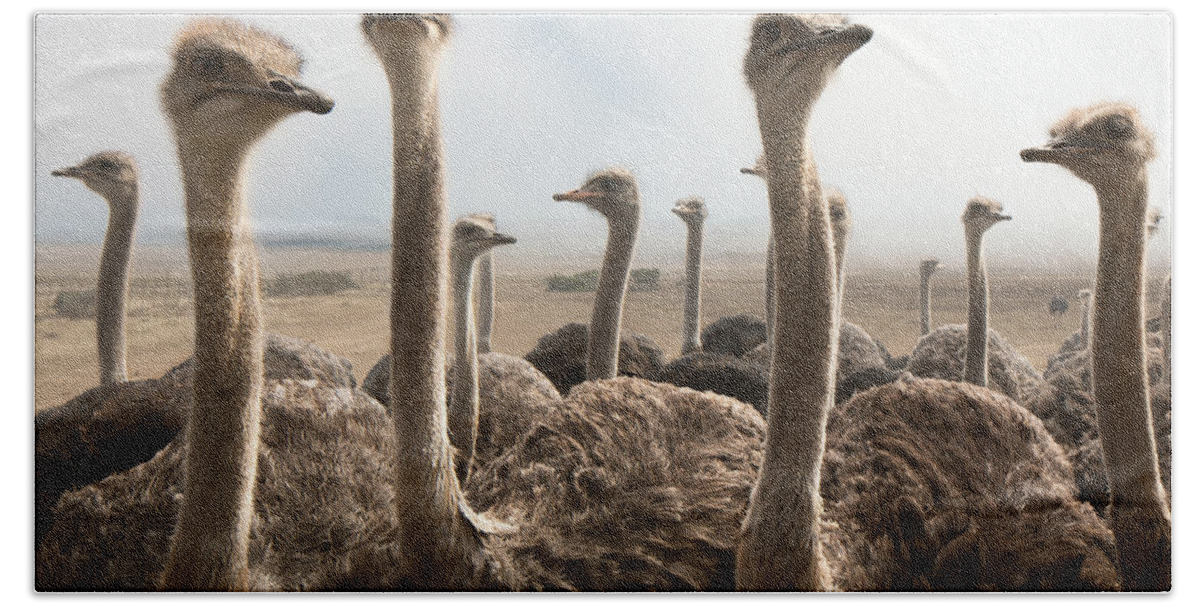 Animal Hand Towel featuring the photograph Ostrich heads by Johan Swanepoel