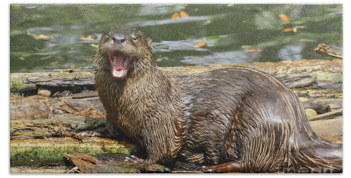 North American River Otter Bath Towel featuring the photograph Otter yawn by Barbara Bowen