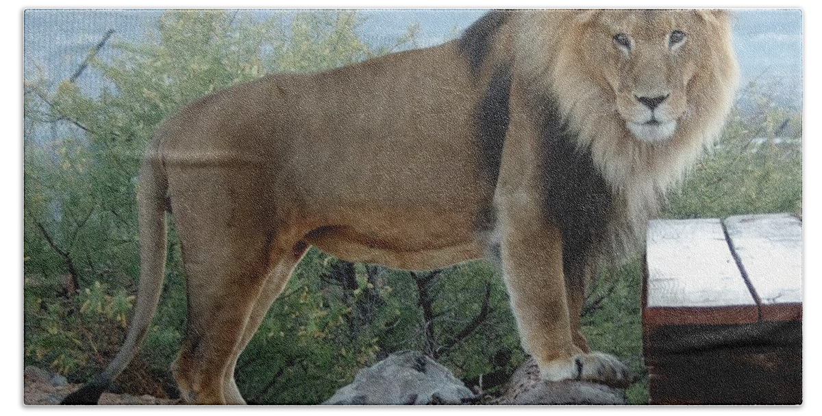Lions Bath Towel featuring the photograph Out of Africa Lion 1 by Phyllis Spoor