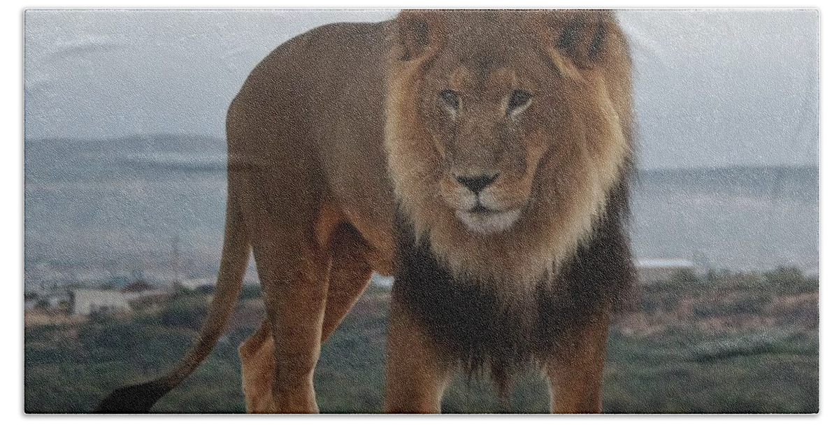 Out Of Africa Bath Towel featuring the photograph Out of Africa Lion 3 by Phyllis Spoor