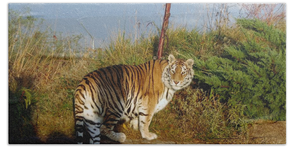 Africa Bath Towel featuring the photograph Out of Africa Tiger 1 by Phyllis Spoor