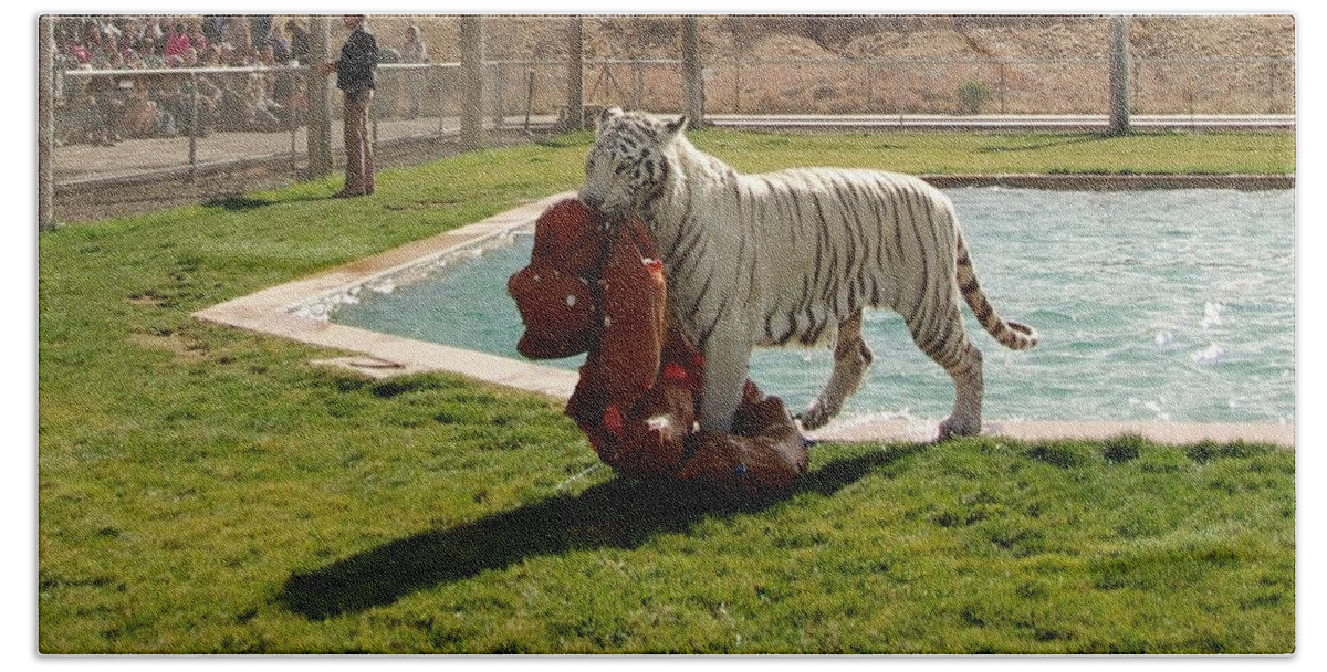Tiger Bath Towel featuring the photograph Out of Africa Tiger Splash 2 by Phyllis Spoor