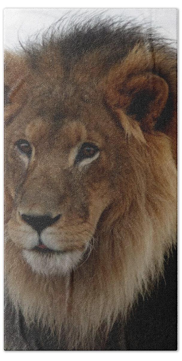 Out Of Africa Bath Towel featuring the photograph Out ofAfrica Lion 4 by Phyllis Spoor