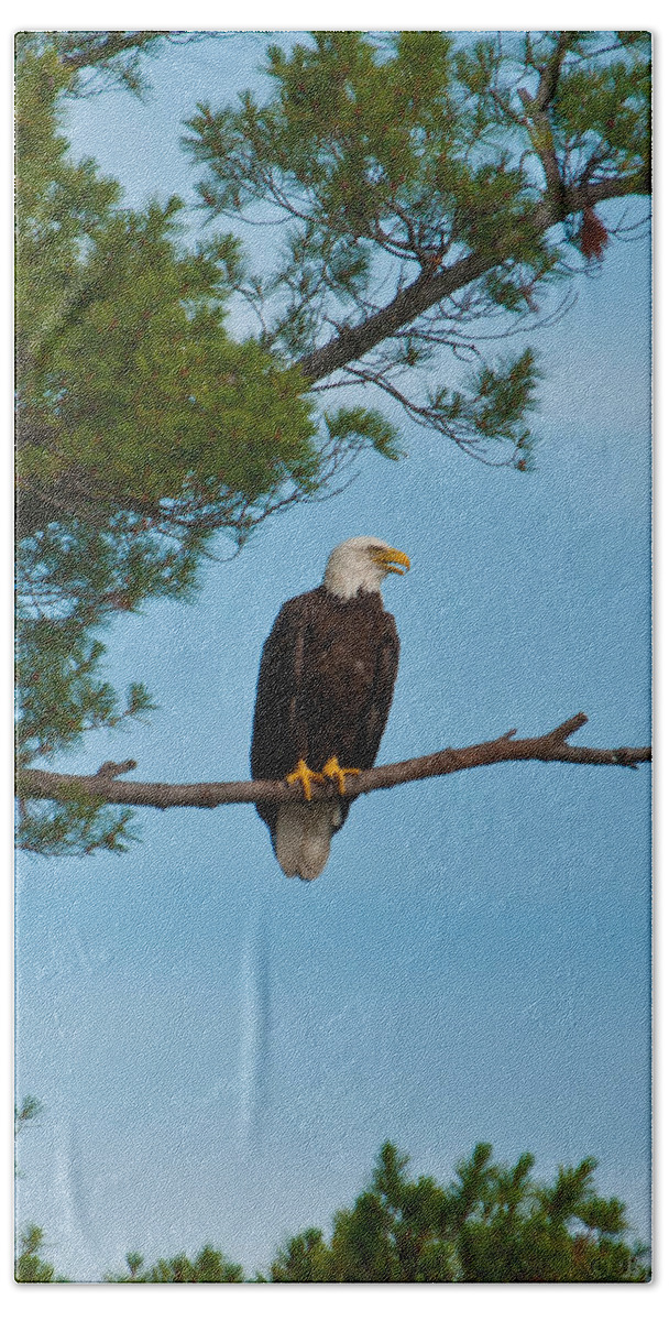 Bald Eagle Bath Towel featuring the photograph Out on a Limb by Brenda Jacobs