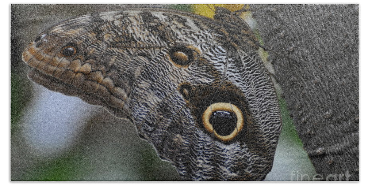 Owl Butterfly Hand Towel featuring the photograph Owl Butterfly by Bianca Nadeau