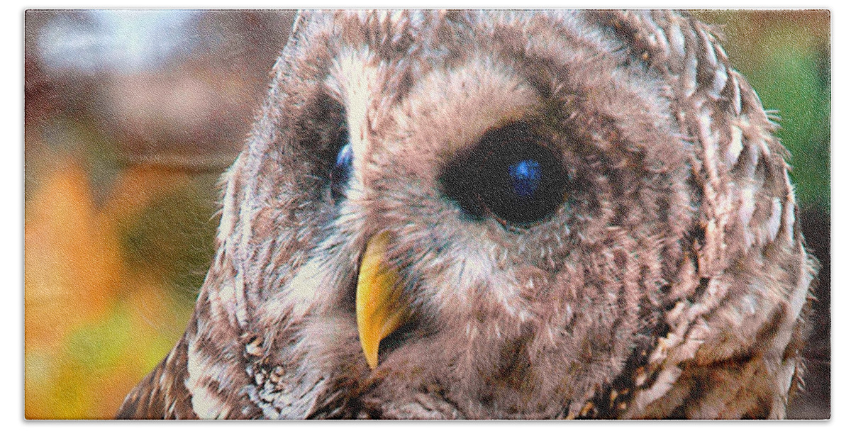 Barred Owl Hand Towel featuring the photograph Owl Gaze by Adam Olsen