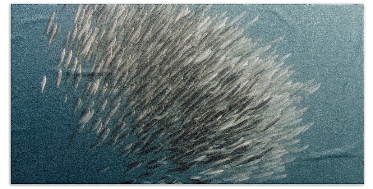 Feb0514 Hand Towel featuring the photograph Pacific Sardine Baitball South Africa by Pete Oxford
