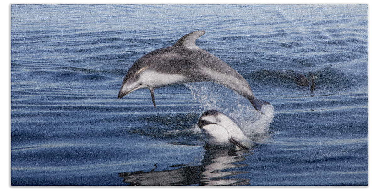 534187 Hand Towel featuring the photograph Pacific White-sided Dolphins Jumping At by Richard Herrmann