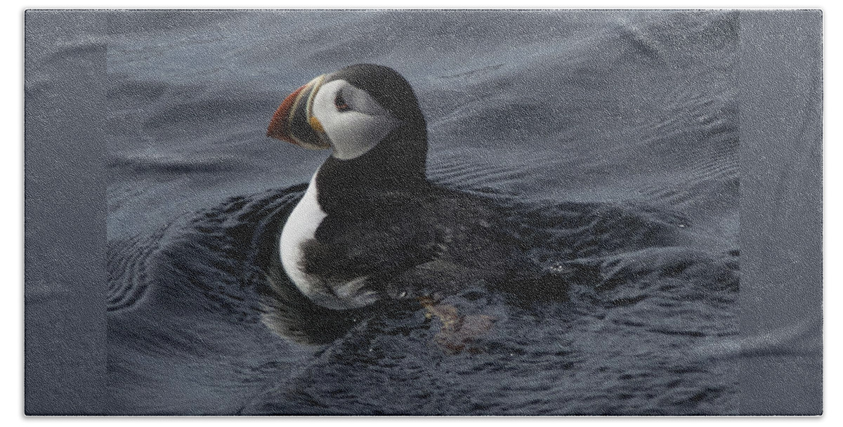 Atlantic Puffin Bath Towel featuring the photograph Paddling Puffin by Daniel Hebard