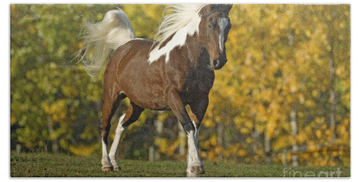 Horse Bath Towel featuring the photograph Paint Horse, Gelding by Rolf Kopfle