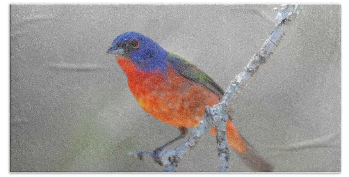 Bunting Bath Towel featuring the photograph Painted Bunting by Frank Madia