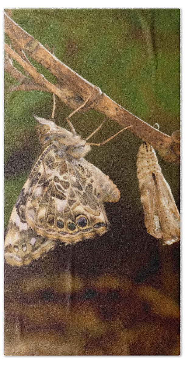00640180 Hand Towel featuring the photograph Painted Lady Butterfly by Michael Durham