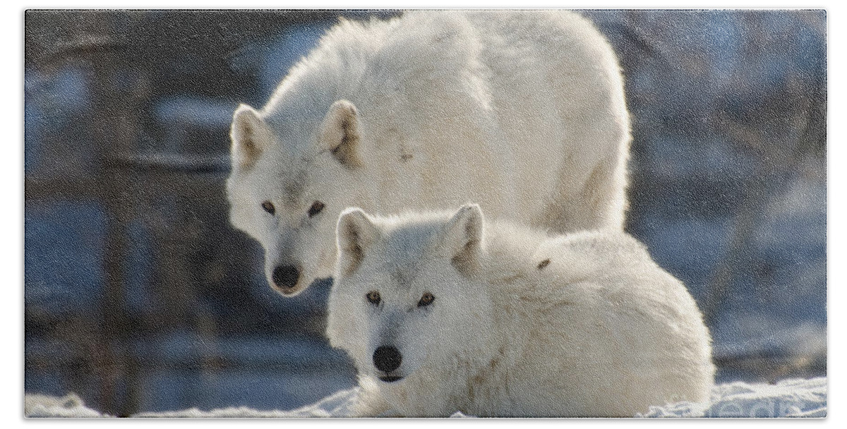 Arctic Bath Towel featuring the photograph Pair of arctic wolves by Les Palenik